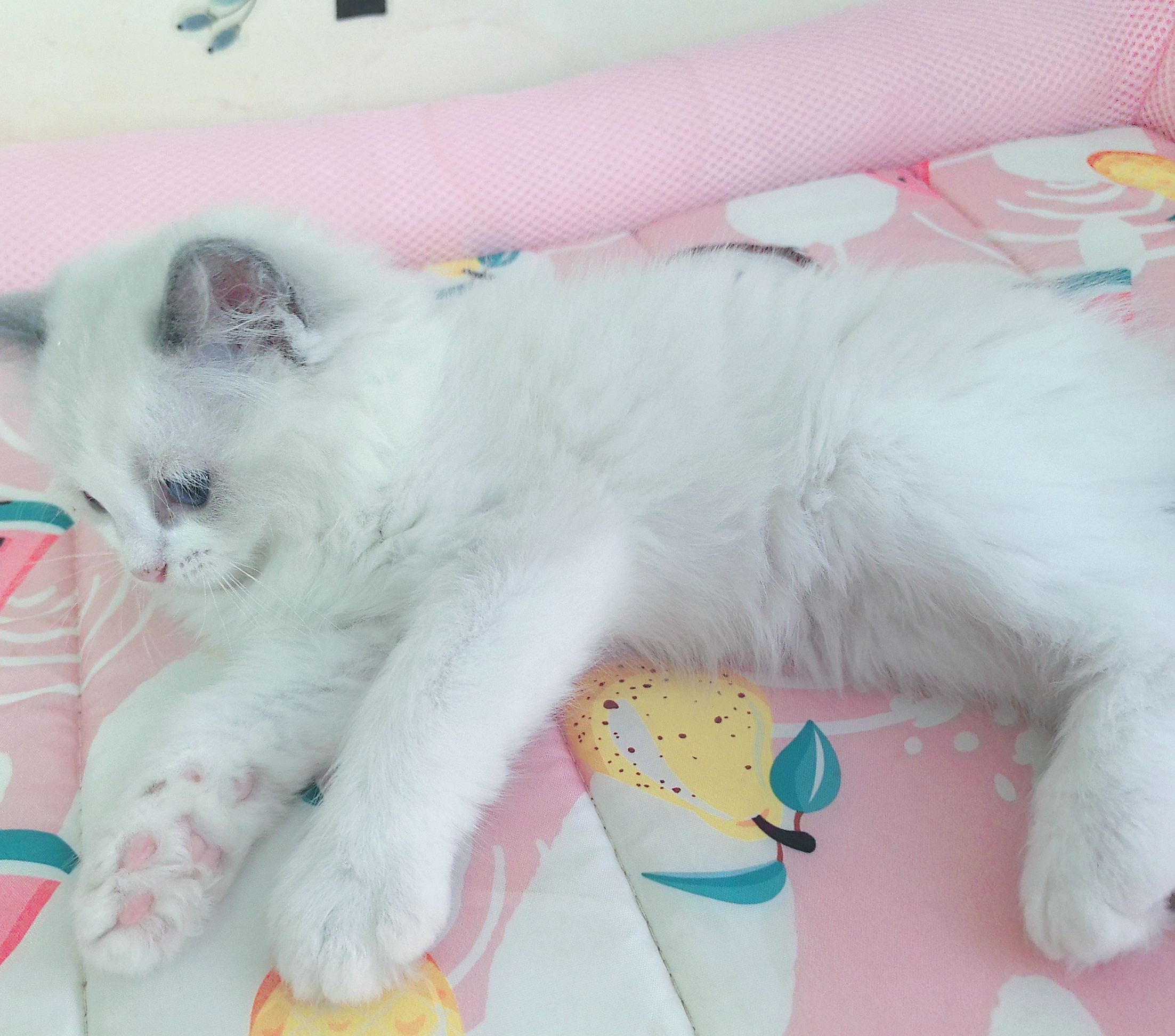 布偶猫